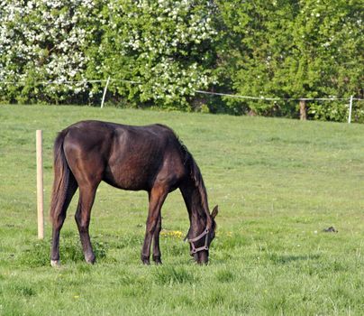 brown horse in field