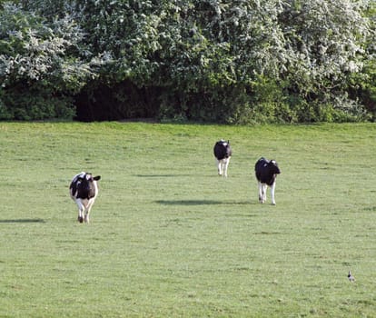 cows running