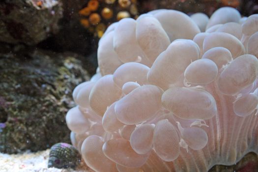 marine coral
