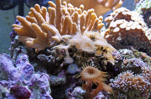 corals