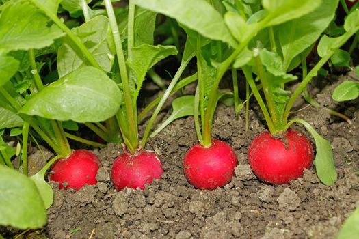 Several radishes mature plants growing in soil