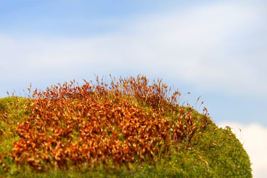 Concealed with moss surface. Ripe disputes bags in some plants. Macro shooting against the background of blue sky with clouds