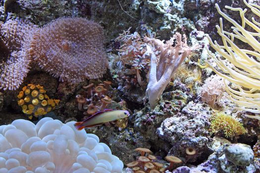 marine tank