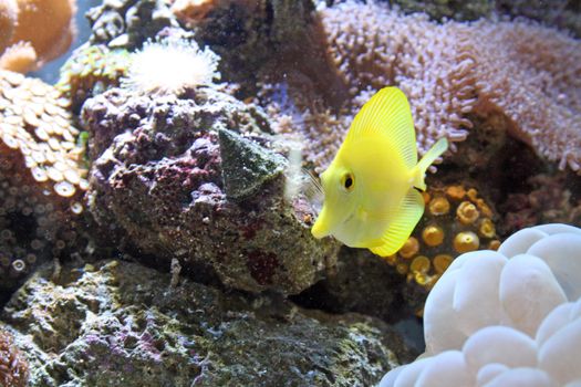 yellow tang
