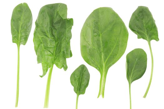different shape of fresh spinach on white background, vegetarian food