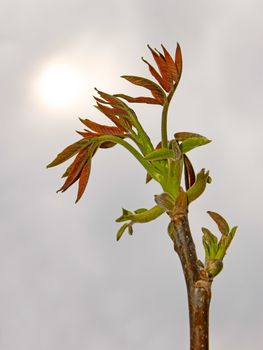 The young spring walnut sprout in the period of rapid growth. In the background gray cloudy sky with a dim sun