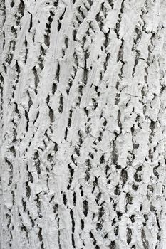 The bark of old walnut tree covered with protective layer of white lime