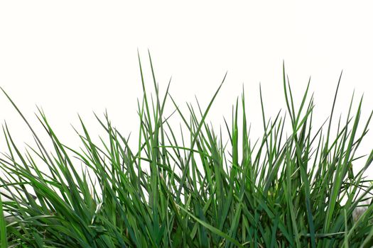 Young green grass on the white background