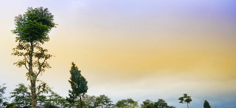 Rishop Landscape, during dusk, forest