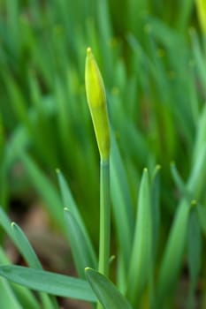 Closeup view of fresh closed bud and green grass
