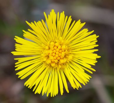 Macro view of yellow flower with thin petals
