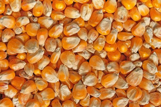 Texture of corn fodder shot in bright sunlight. Close-up 