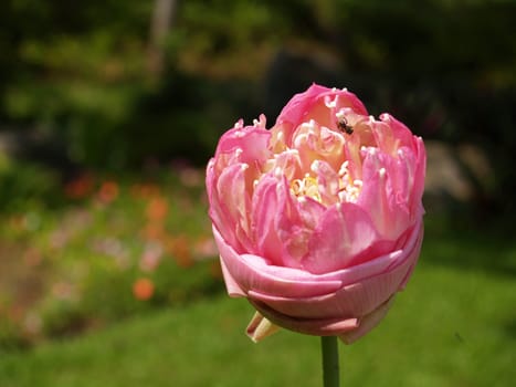 Beautiful pink lotus flower blossom in garden