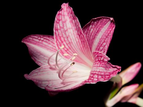Pink and white star lily (Hippeastrum reticulatum var.striatifolium, Family: Amaryllidaceae)