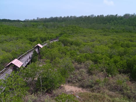 Mangrove forest area in Pran Buri Forest Park, Prachuap Khiri Khan, Thailand