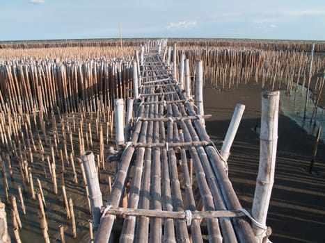 Bamboo bridge in mangrove educational center on the east coast of Maharchai bay, Maharchai , Samut Sakhon, Thailand