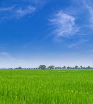 Young paddy field with beautiful blue sky