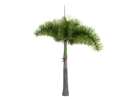 Foxtail Palm or latin Wodyetia bifurcata isolated on white background