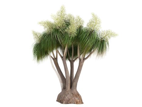 Ponytail Palm or latin Nolina recurvata, Beaucarnea recurvata isolated on white background