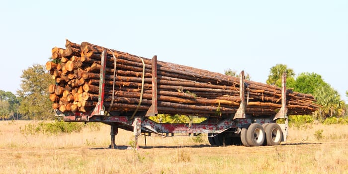 A trailer full of pine logs from a logging operation in Florida.