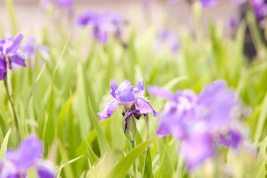 Blumenwiese