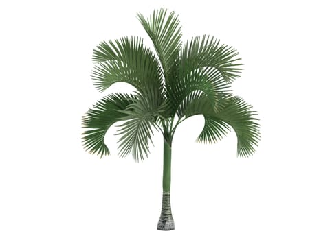 Carpoxylon Palm or latin Carpoxylon macrospermum isolated on white background