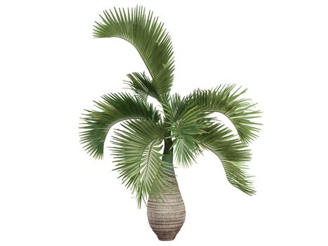 Bottle Palm or latin Hyophorbe lagenicaulis isolated on white background