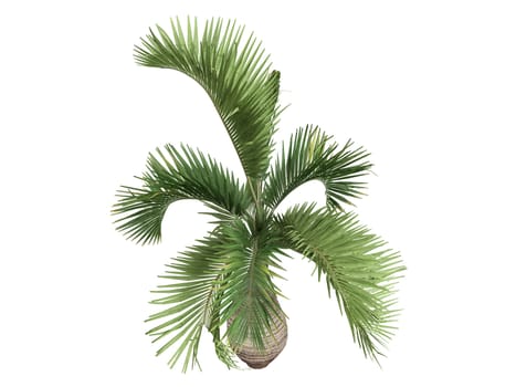 Bottle Palm or latin Hyophorbe lagenicaulis isolated on white background