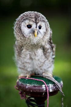 Close up of a baby Tawny Owl (Strix aluco)