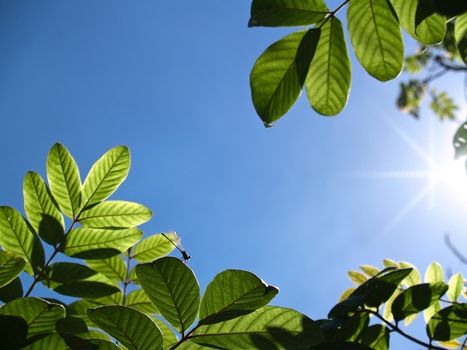 Closeup texture and detail of green foliage with blue sky