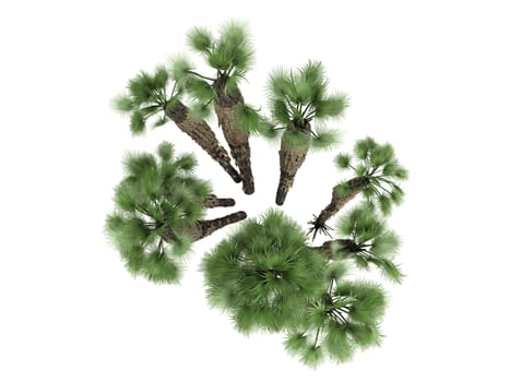 European Fan Palm,  Mediterranean Fan Palm or latin Chamaerops humilis isolated on white background