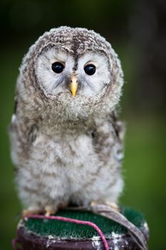 Close up of a baby Tawny Owl (Strix aluco)