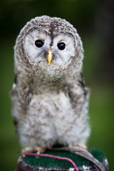 Close up of a baby Tawny Owl (Strix aluco)