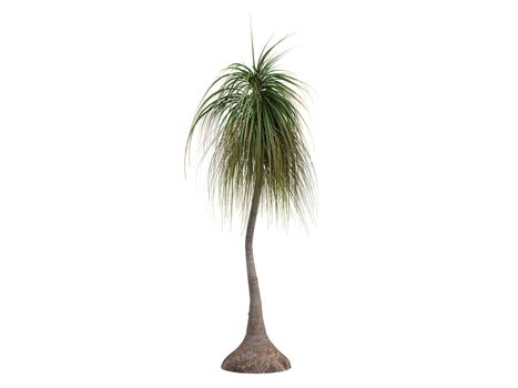 Ponytail Palm or latin Nolina recurvata, Beaucarnea recurvata isolated on white background