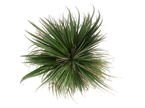 Ponytail Palm or latin Nolina recurvata, Beaucarnea recurvata isolated on white background