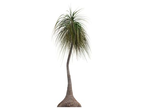 Ponytail Palm or latin Nolina recurvata, Beaucarnea recurvata isolated on white background