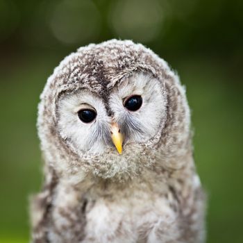 Close up of a baby Tawny Owl (Strix aluco)