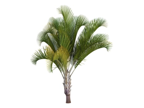 Triangle Palm or latin Dypsis decaryi isolated on white background