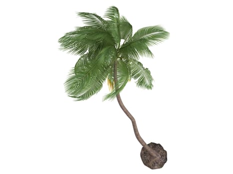 Coconut or latin Cocos nucifera isolated on white background
