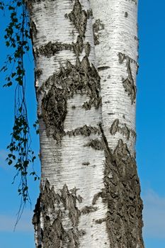 The trunk of a birch tree against the background of a blue spring sky