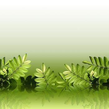 Beautiful green leafs with reflection on green background