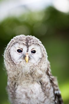 Close up of a baby Tawny Owl (Strix aluco)