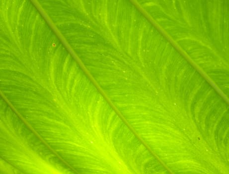 Closeup texture and surface of green leaf