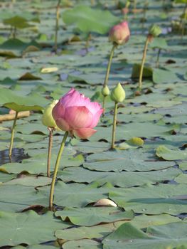 Pink lotus flower blossom with lotus foliage