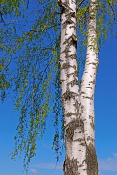 The trunk of a birch tree with bright green leaves against the background of a blue spring sky