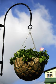 Pink flower in basket flowerpot hanging on the street