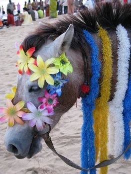 donkey animal decorated for ride to attract tourist on puri beach Odisha India