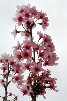 isolated shot of small pink chery flowers