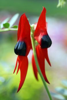 an isolated shot of Red Black Clianthus desert pea Flower