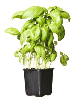Basil Plant isolated on white background